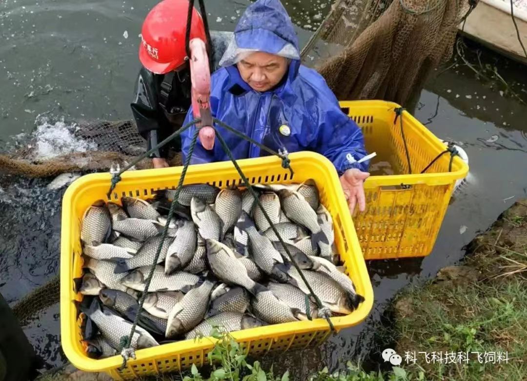 捕魚運魚：脫粘、掉鱗、出血、不耐運輸.jpg